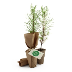Plante pot fibre de bois