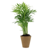 Plante pot fibre de bois