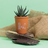 Plante pot terre cuite Ø7 cm
