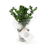 Plant d'arbre pot zinc Ø8 cm - Prestiges