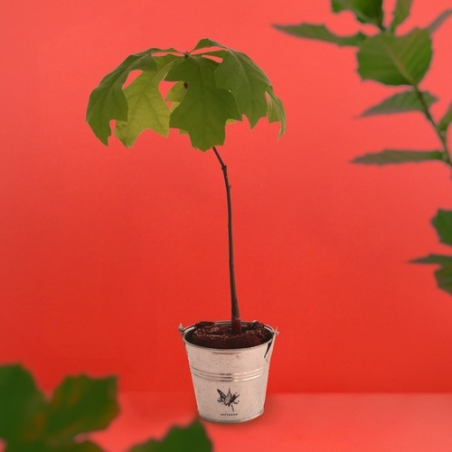 Plant d'arbre pot zinc Ø8 cm- Feuillus