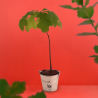 Plant d'arbre pot zinc Ø8 cm- Feuillus
