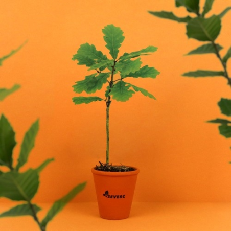 Plant d'arbre pot terre cuite Ø10 cm - Feuillus
