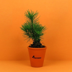 Plant d'arbre pot terre cuite Ø10 cm - Résineux