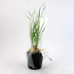Plante prestige pot 7cm