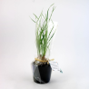Plante prestige pot 7cm