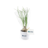 Plante prestige pot 7cm