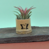Tillandsia pot bambou