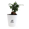 Ficus Ginseng Big