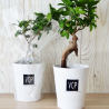 Ficus Ginseng Big