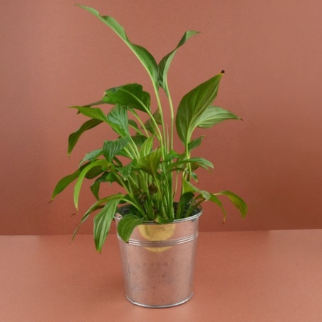 Plante pot zinc Ø13,5 cm