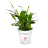Plante pot zinc Ø13,5 cm