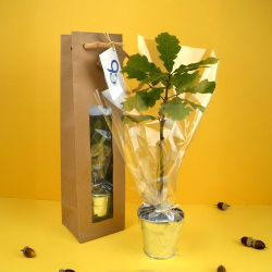 Plant d'arbre sac kraft - Feuillus