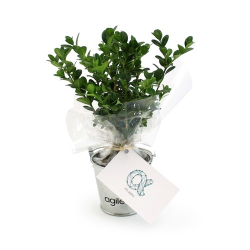 Plant d'arbre pot zinc Ø8 cm - Prestiges