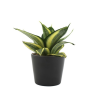 Plante prestige pot 7cm