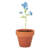 FORGET ME NOT Pot graines de myosotis