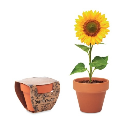 SUNFLOWER Pot graines de tournesol