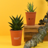 Plante pot terre cuite Ø7 cm
