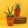 Plante pot terre cuite Ø10 cm