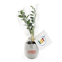 Oeuf Mini Plant Arbre