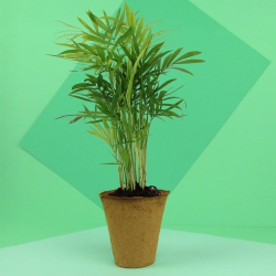 Plante pot fibre de bois