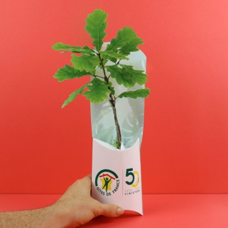 Etui arbre - Feuillus