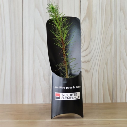 Etui arbre - Résineux