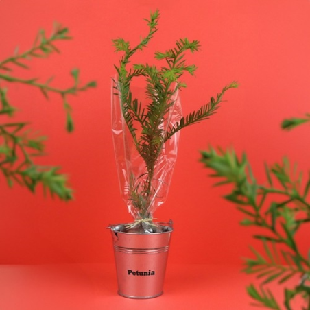 Plant d'arbre pot zinc Ø8 cm - Prestiges