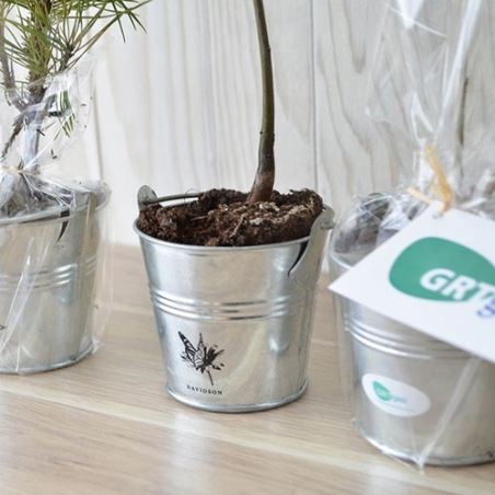 Plant d'arbre pot zinc Ø8 cm - Résineux