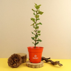 Plant d'arbre pot Bambou Ø10 cm - Feuillus