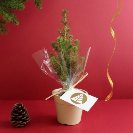 Plant d'arbre pot Bambou Ø10 cm - Résineux