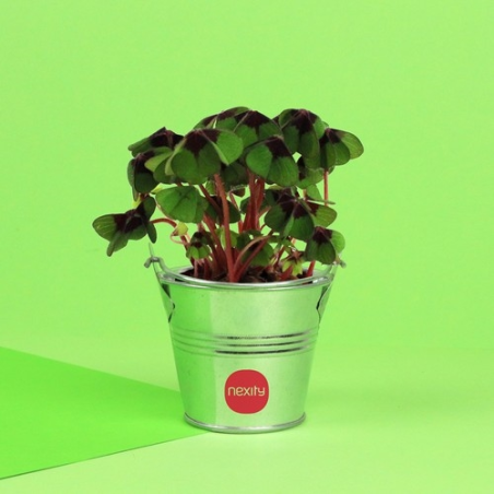 Trèfles à 4 feuilles poussés pot zinc Ø7 cm