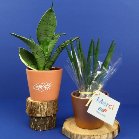 Plante prestige pot 7cm