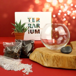 Terrarium DIY Petit modèle