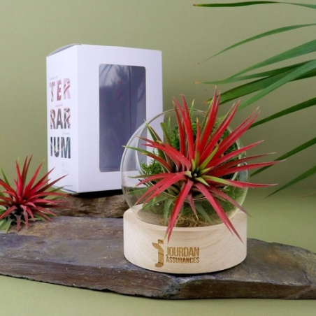 Tillandsia en terrarium socle bois