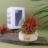 Tillandsia en terrarium socle bois