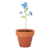 Pot graines de myosotis