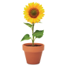Pot graines de tournesol