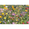 Enveloppe graines fleurs sauvag